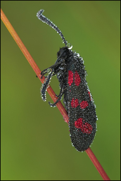 6 Spot Burnett Moth