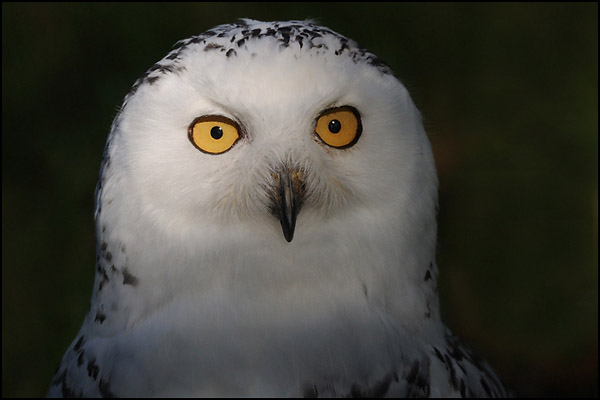 Snowy Owl (captive)