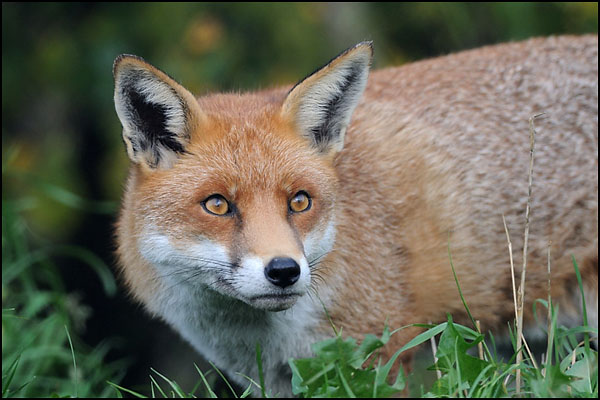 Fox (captive)