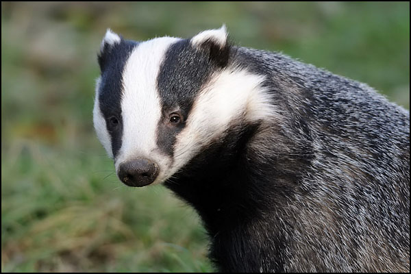 Badger (captive)