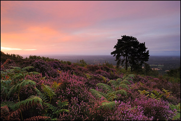 Leith Hill at Sunrise