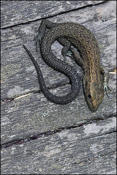 Common Lizard