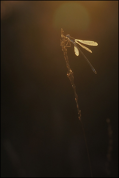 Emerald Damselfly (Lestes sponsa)