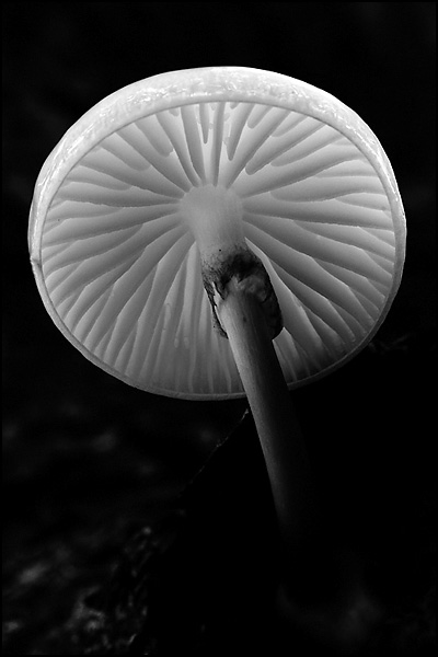 Porcelain Fungi (Oudemansiella Mucida)
