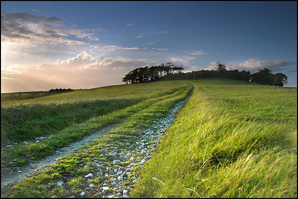 Chanctonbury Ring