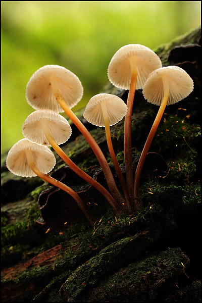 Fungi (unknown)