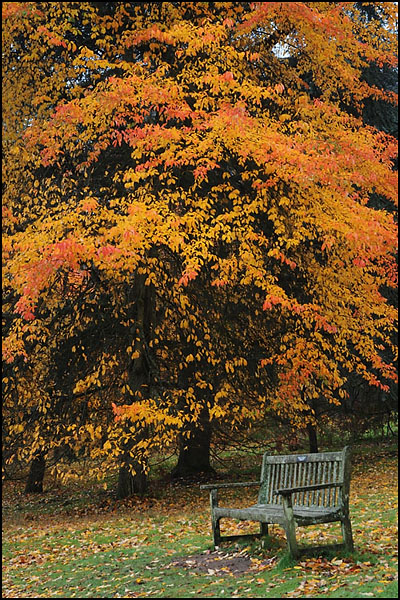 Autumn Bench