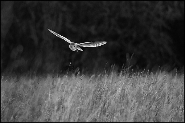 Barn Owl