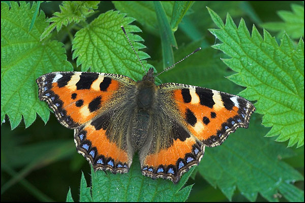 Small Tortoiseshell Butterfly