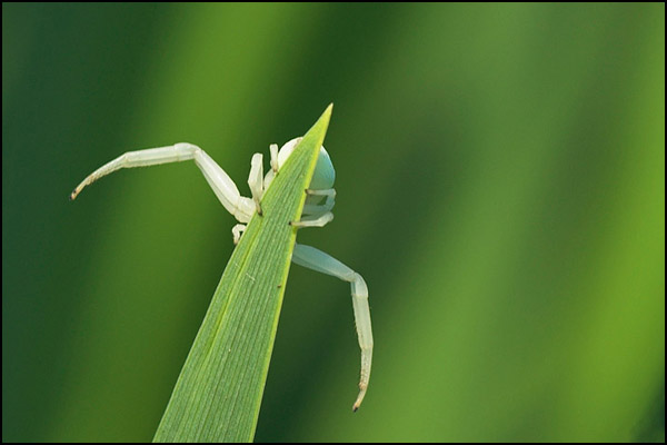 Crab Spider
