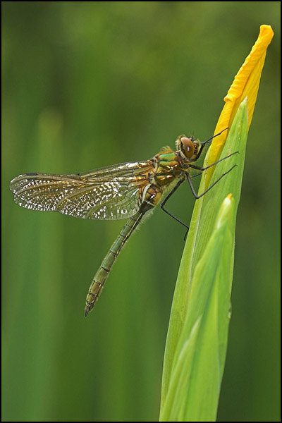 Downy Emerald Dragonfly