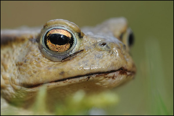 Common Frog