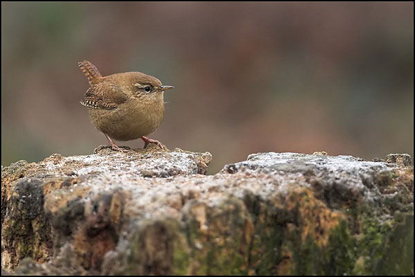 Wren