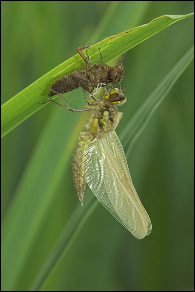 Emerging Four-Spotted Chaser Dragonfly