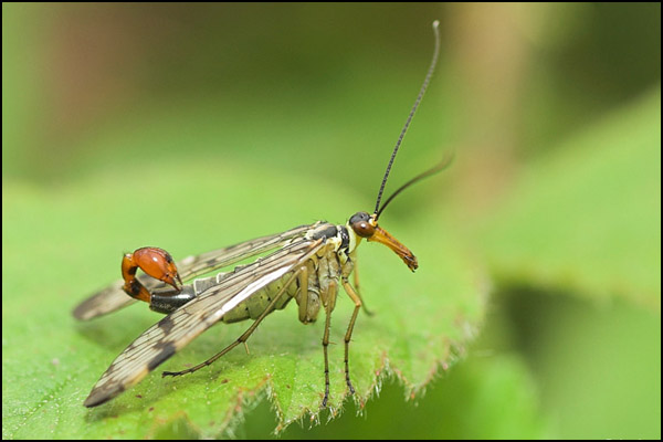 Scorpion Fly