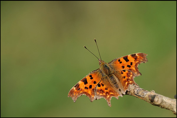 Comma