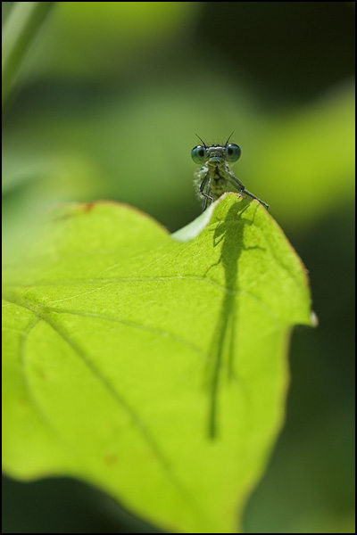 Common Blue Damselfly