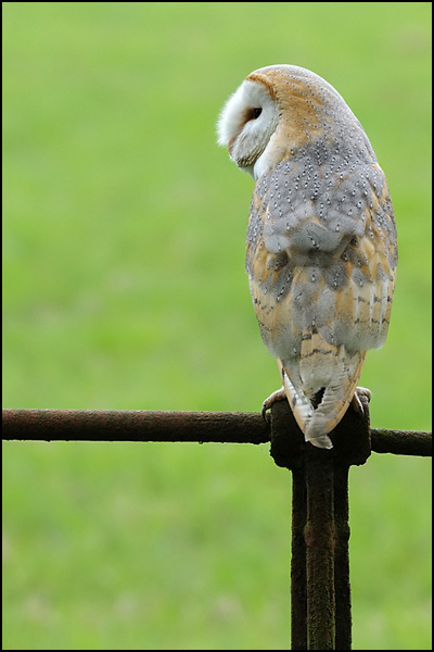 Barn Owl (Captive)