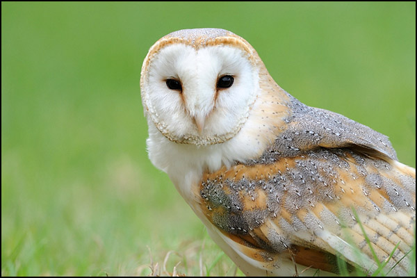 Barn Owl (Captive)