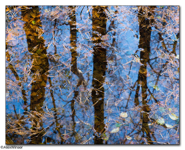 Woodland Sample