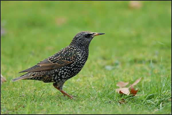 Starling
