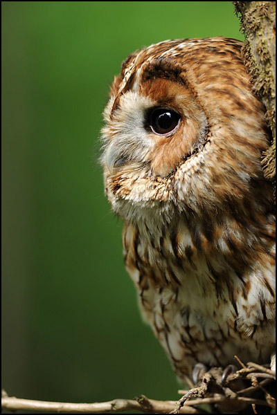 Tawny Owl (Captive)