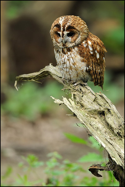 Tawny Owl (Captive)