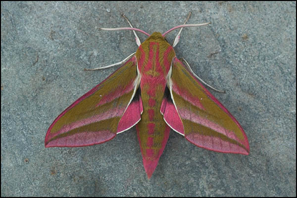 Elephant Hawk Moth