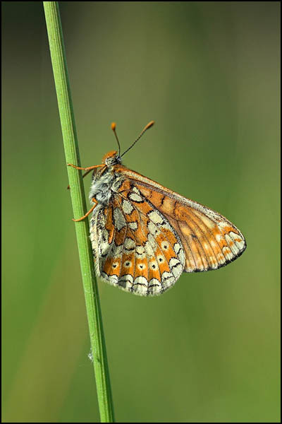 Marsh Fritillary Butterfly