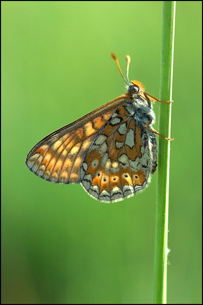 Marsh Fritillary Butterfly