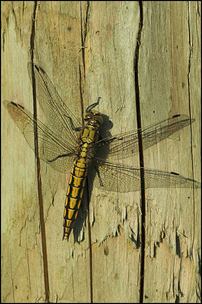Black-Tailed Skimmer Dragonfly