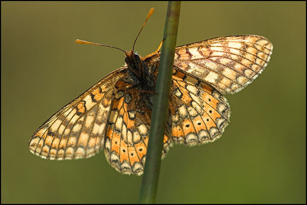 Marsh Fritillary Butterfly