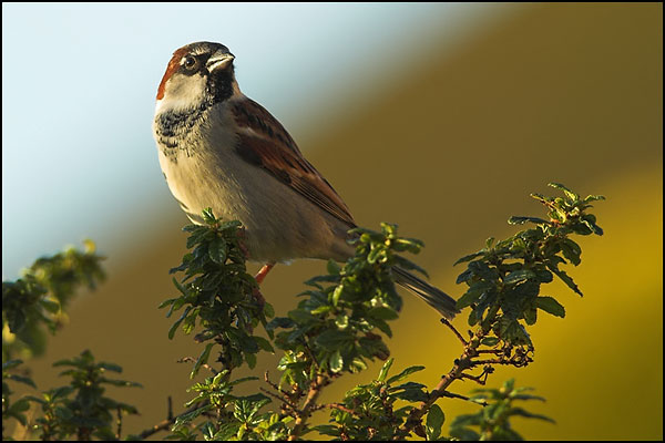 House Sparrow