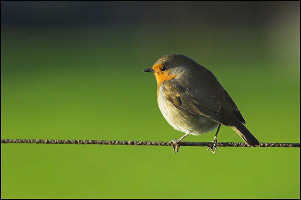 Robin