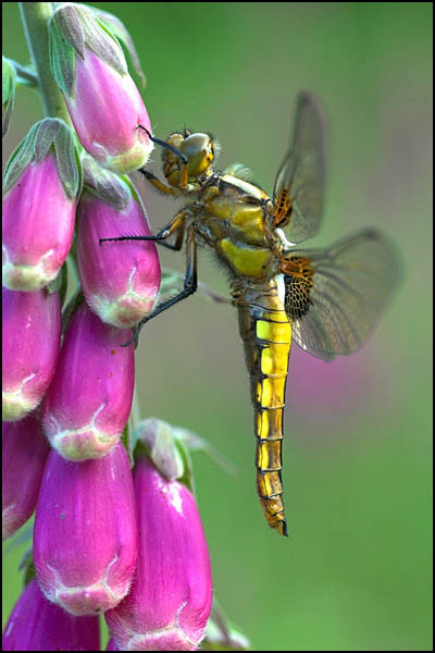 Broad-Bodied Chaser Dragonfly