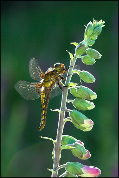 Broad-Bodied Chaser Dragonfly