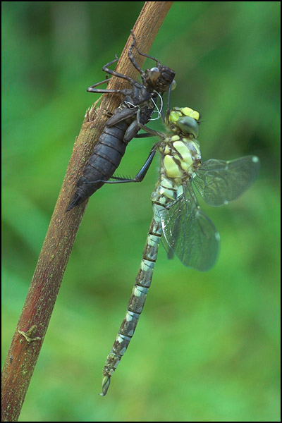 Southern Hawker Dragonfly