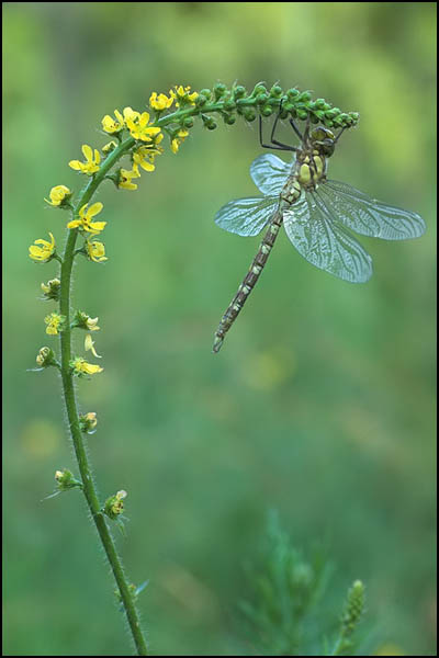 Common Hawker Dragonfly