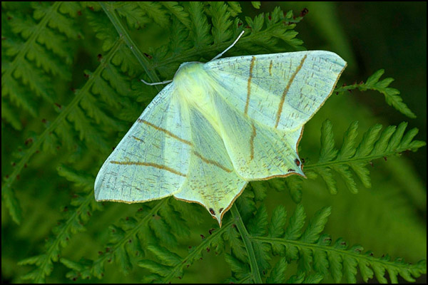 Swallowtail Moth