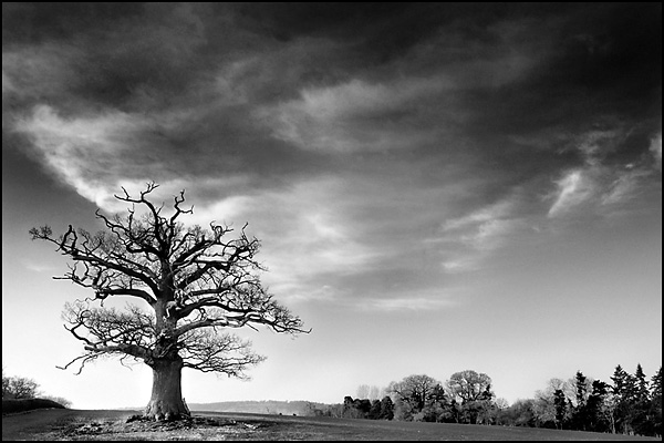 My Favourite Tree