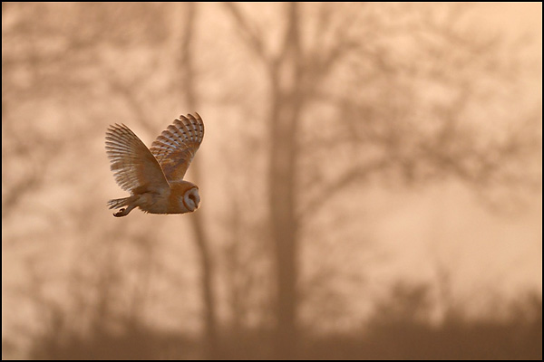 Barn Owl at Dawn