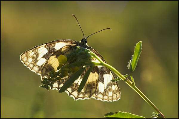 Marbled White Butterfly