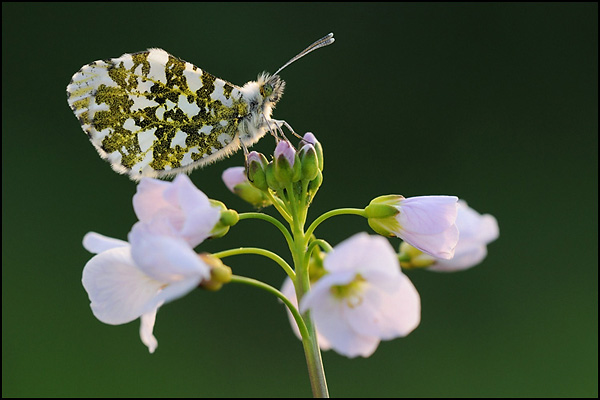 Orange Tip Butterfly (Anthocharis cardamines)
