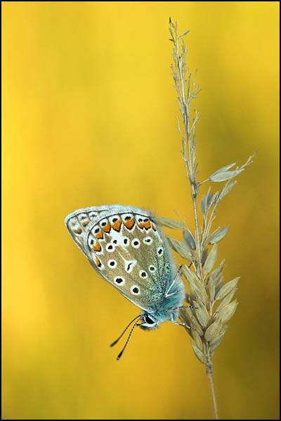Common Blue Butterfly