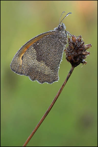 Meadow Brown Butterfly