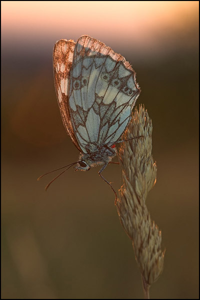 Marbled White Butterfly