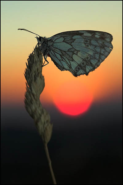 Marbled White Butterfly