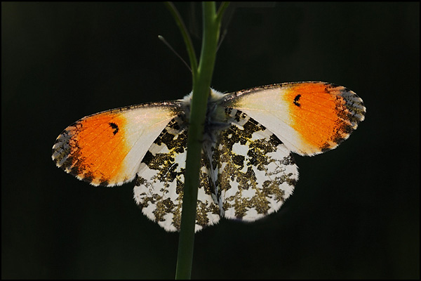 Orange Tip Butterfly (Anthocharis cardamines)