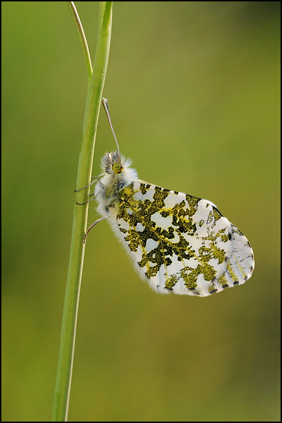 Orange Tip Butterfly (Anthocharis cardamines)