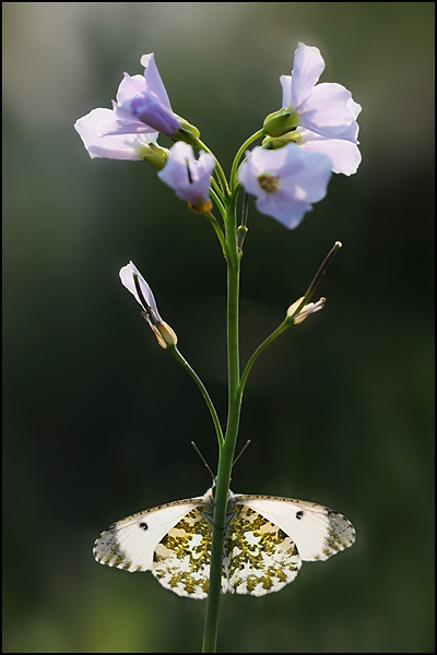 Orange Tip Butterfly (Anthocharis cardamines)